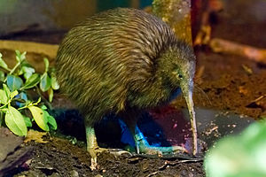 NZ national bird "kiwi"