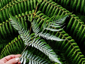 NZ national plant "silver fern" or kaponga