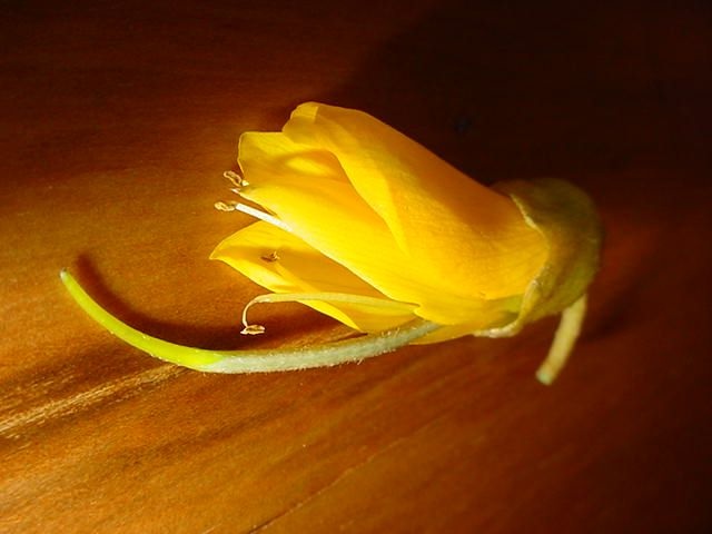 NZ national flower  "kowhai"