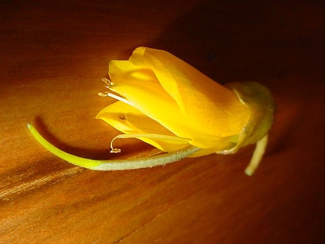 NZ national flower  "kowhai"