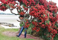 pohutukawa tree